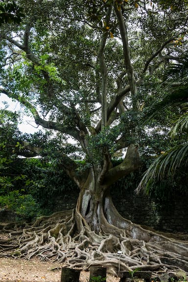 José do Canto Botanical Garden - European Route of Historic Gardens