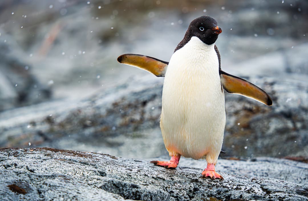 ANTARCTICA 360 - CG GALLERY | LLORET DE MAR
