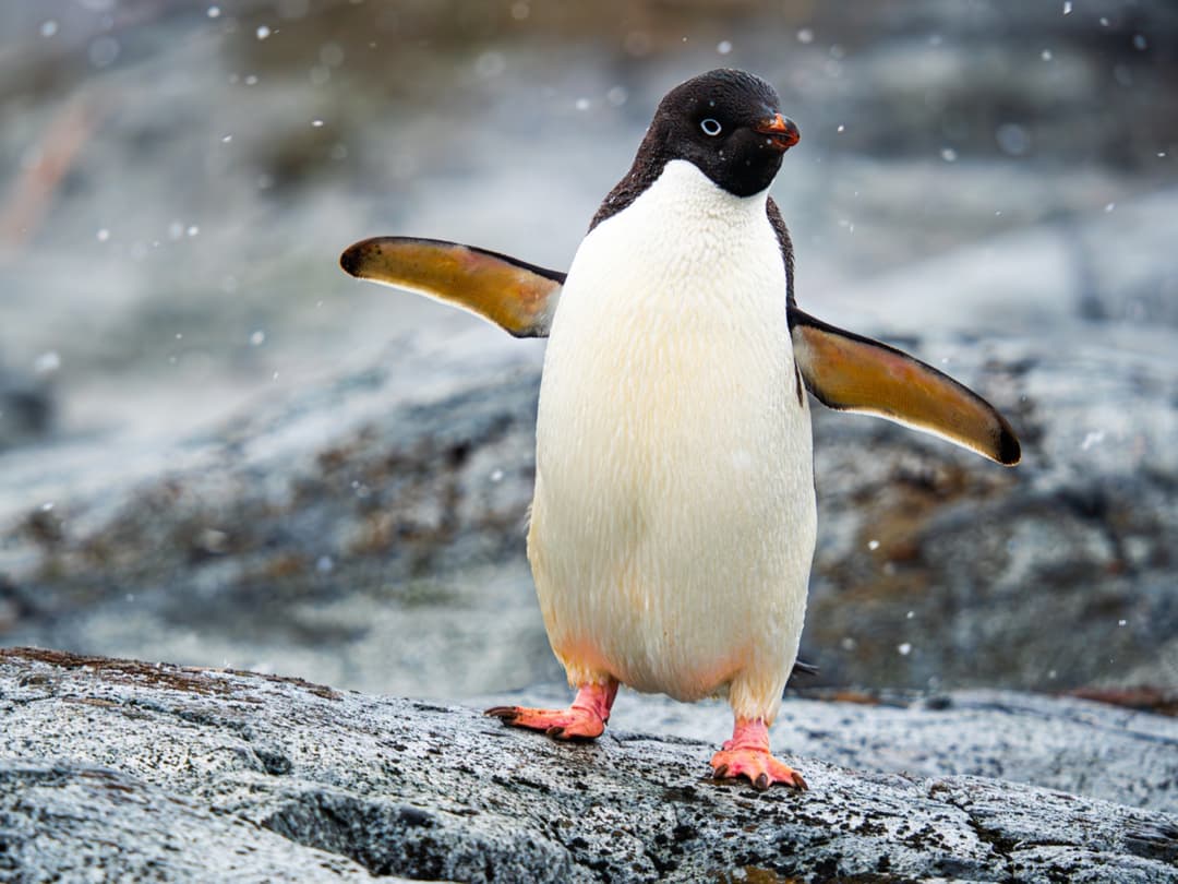 ANTARCTICA 360 - CG GALLERY | LLORET DE MAR