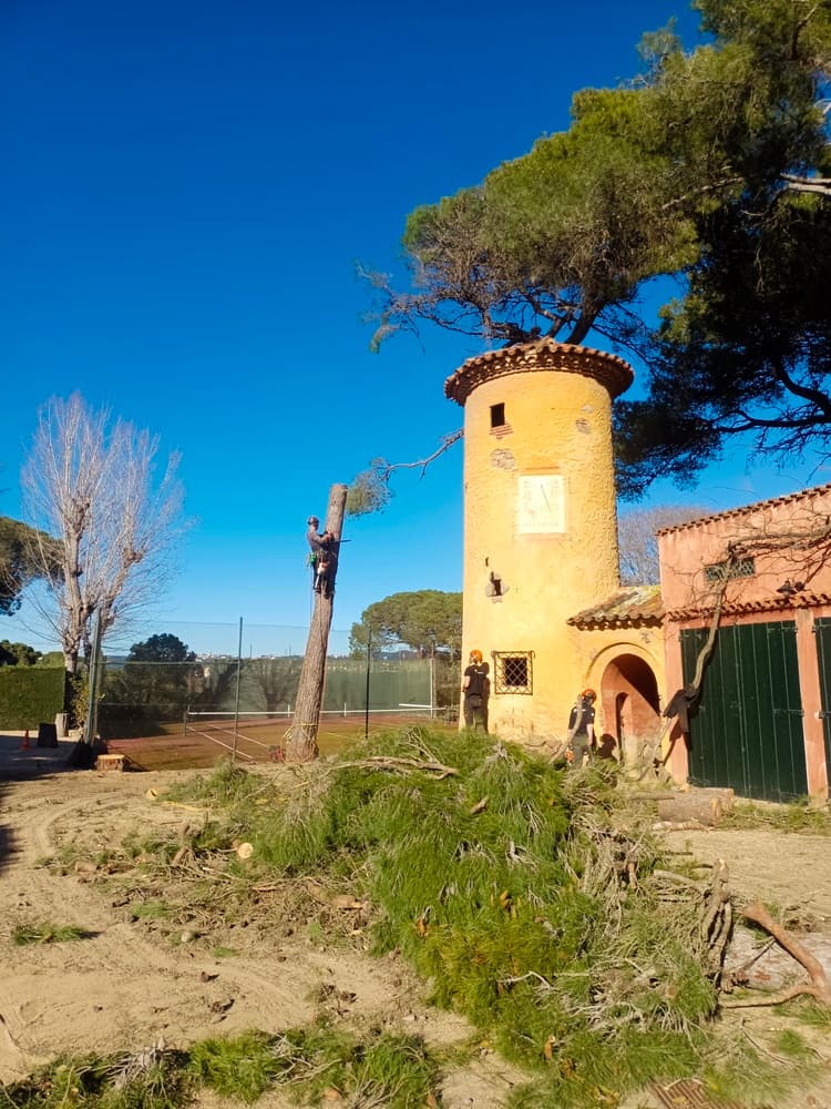 Tala de pinos