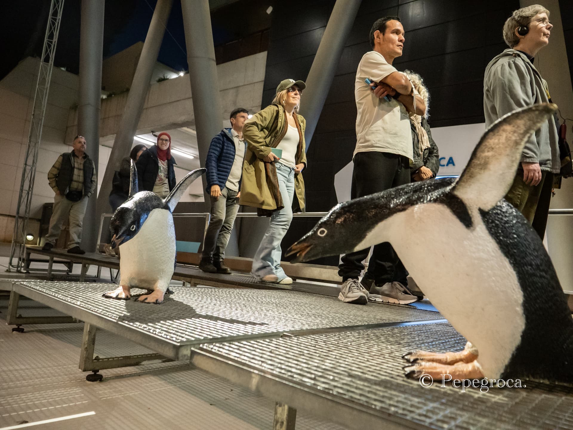 img-2 of: Antártida en LSC: latido vital!