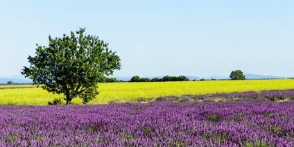 Cerquem encarregat de neteja